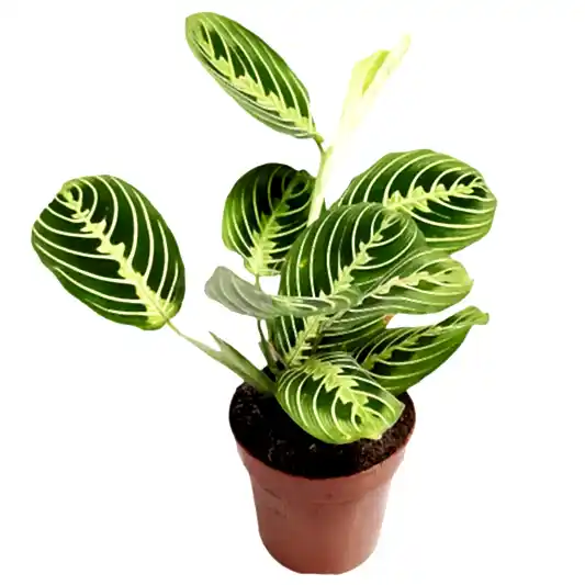 Prayer Plant | Lemon Lime | Rare Plant | Potted Houseplants