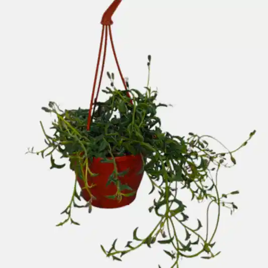 String Of Dolphins | Jumping Dolphin | Potted Houseplants