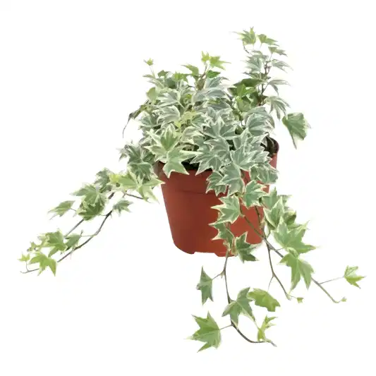 English Ivy | White Ripple | Potted Houseplants