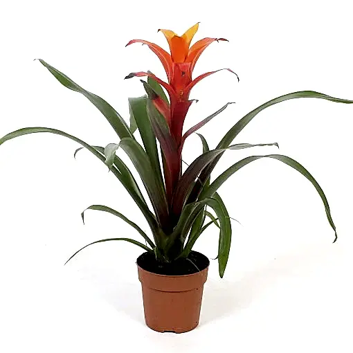 Flowering Guzmania | Jazz Orange | Potted Houseplants