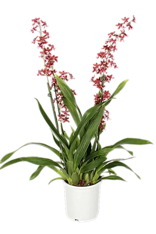 Scented Dancing Ladies Orchid | Cherry Baby | Hard To Find | Potted Houseplants
