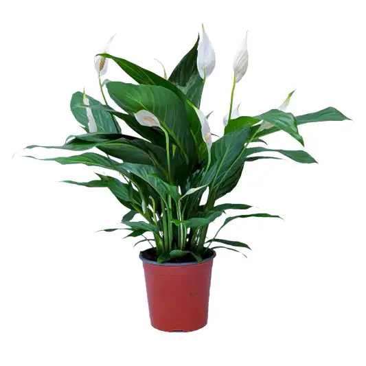 Peace Lily | Bingo Cupido | Potted Houseplants