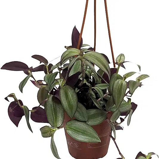 Wandering Dude | Zebrina | Potted Houseplants