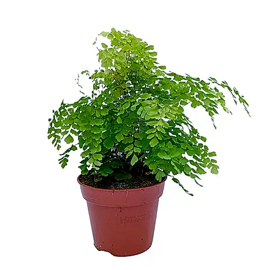 Maidenhair Fern | Potted Houseplants