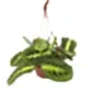 Prayer Plant | Lemon Lime | Rare Plant