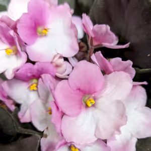 African Violet | Soft Fleck Pink - Indoor Plant