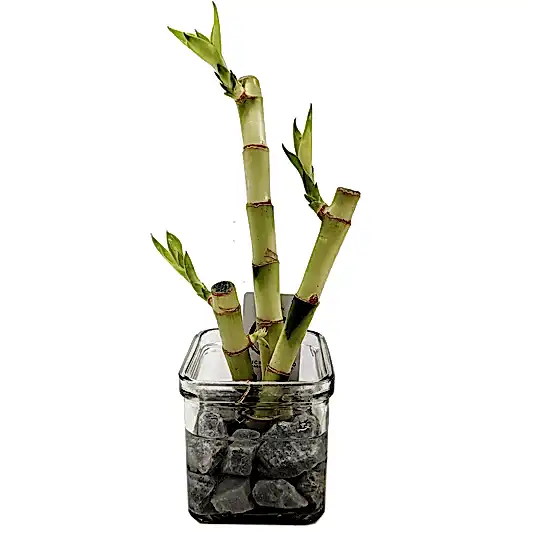 Lucky Bamboo Trio In Glass | Potted Houseplants