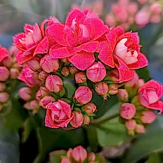 Kalanchoe | African June | Potted Houseplants