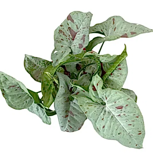Arrowhead Vine | Milk Confetti | Rare Plant | Climbing & Vine Plants