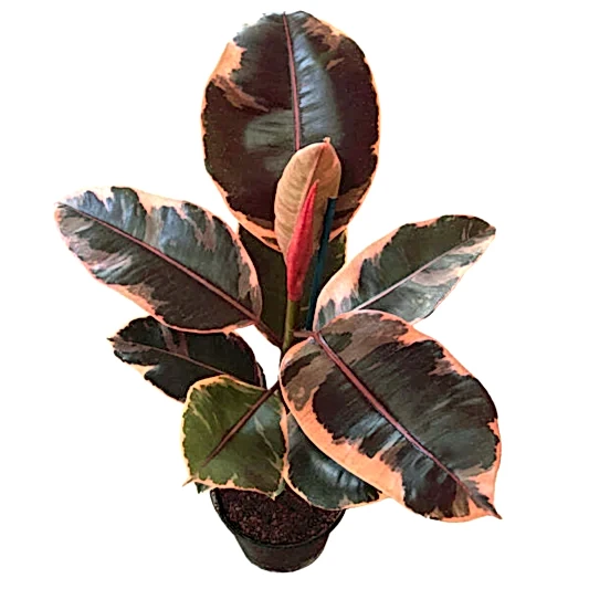 Rubber Plant | Ruby | 