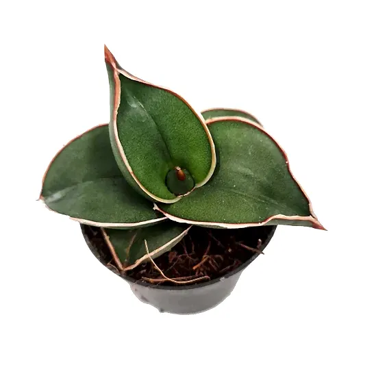 Snake Plant | Samurai Dwarf | Rare Plant | Potted Houseplants