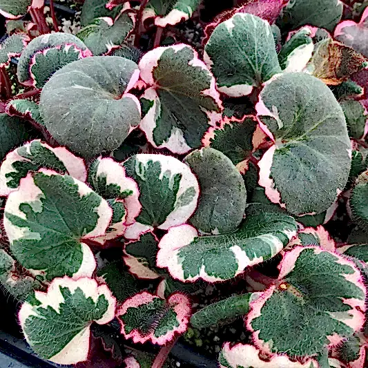 Strawberry Begonia | Albo | Mother Of Thousands | Hard To Find | Potted Houseplants