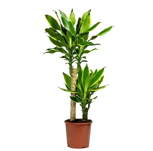 Palm | Gold Coast | Potted Houseplants