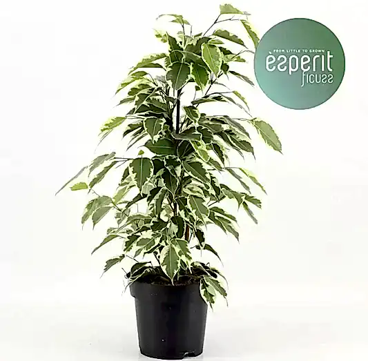 Weeping Fig | Samantha | 
