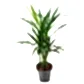 Areca Palm