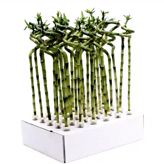 Lucky Bamboo | Potted Houseplants
