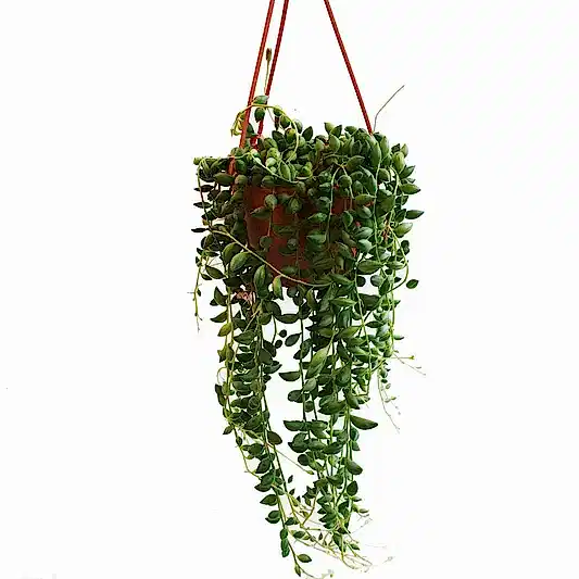 String Of Teardrops | String Of Pearls | Potted Houseplants
