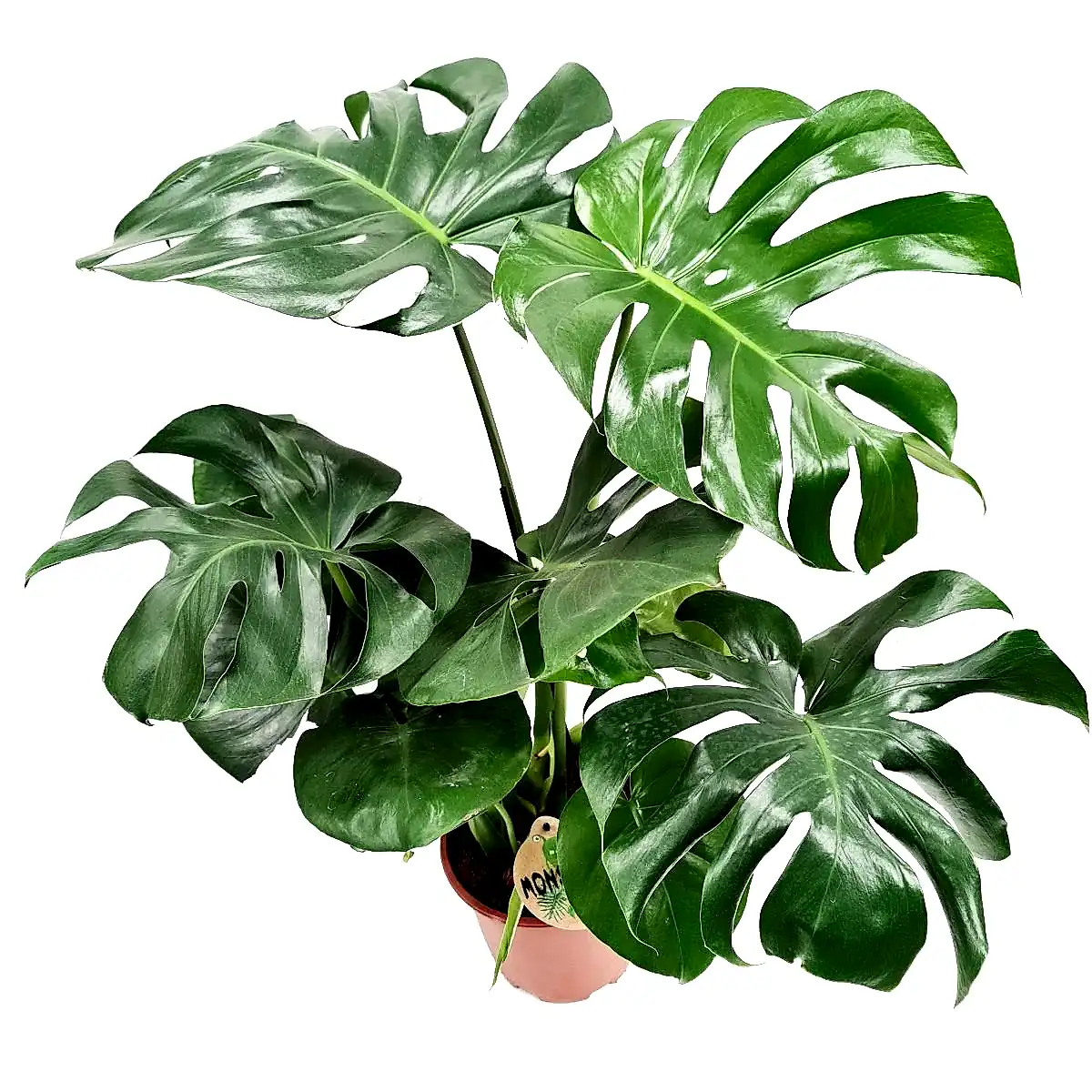 Swiss Cheese Plant