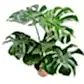 Swiss Cheese Plant