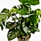 Swiss Cheese Plant