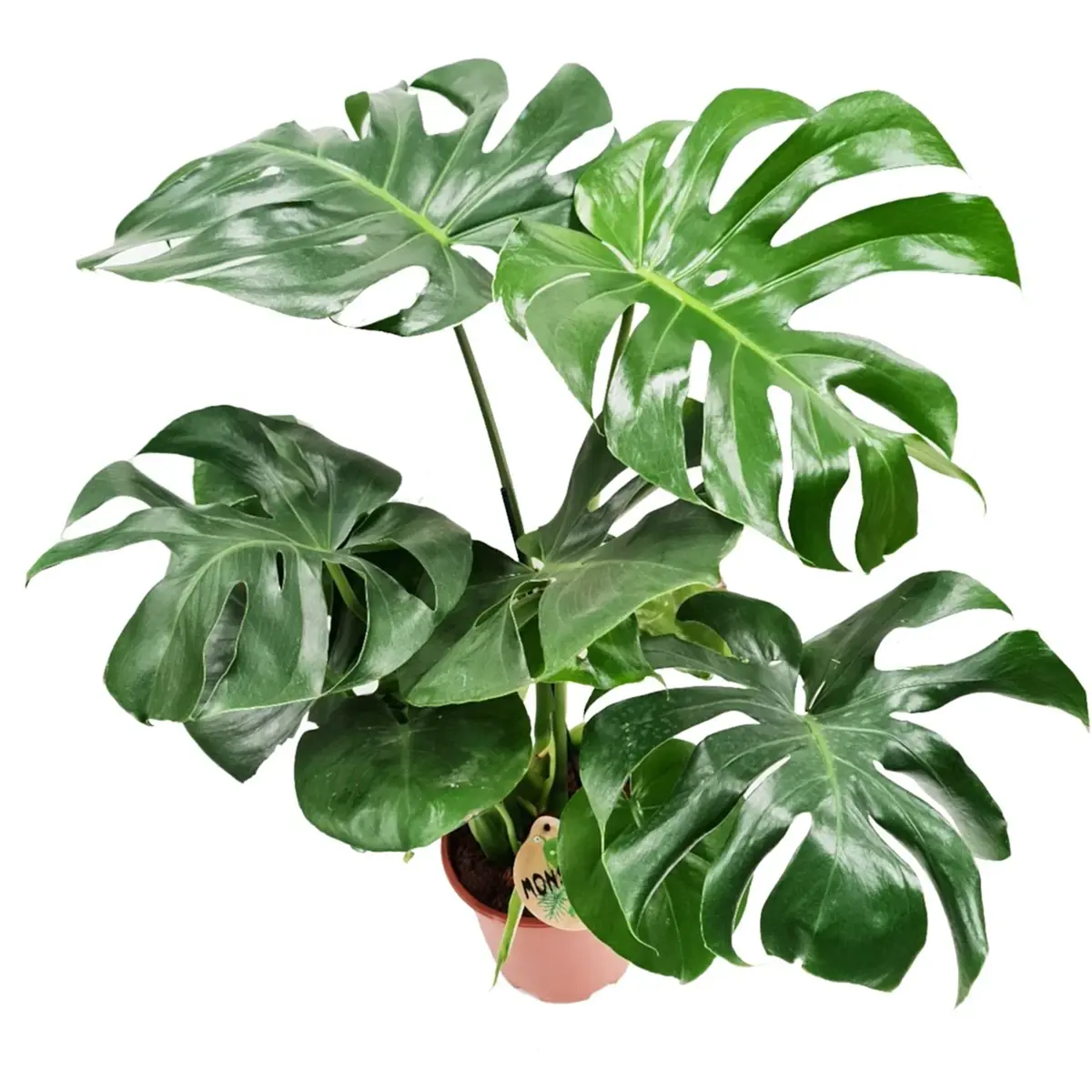 Swiss Cheese Plant