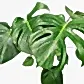 Swiss Cheese Plant