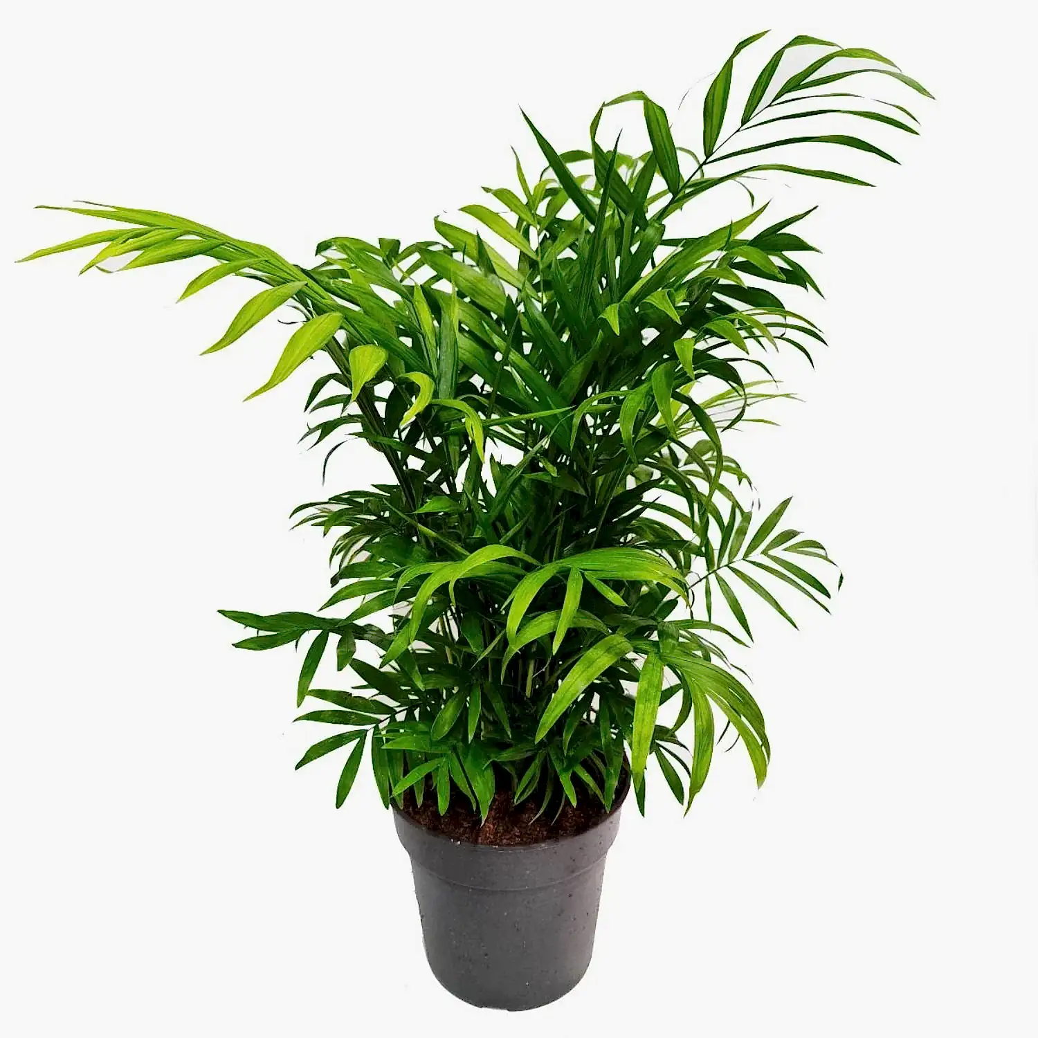 Parlour Palm
