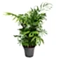 Parlour Palm