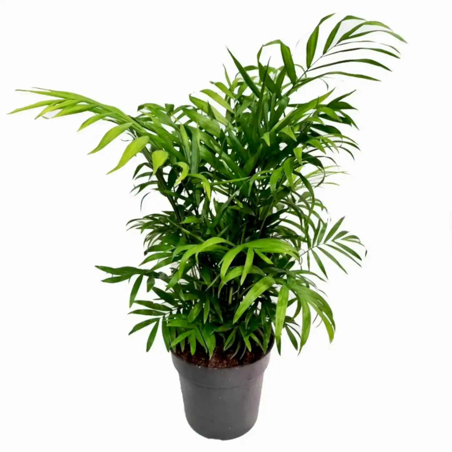 Parlour Palm