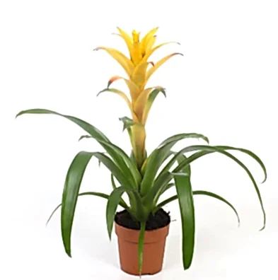 Bromeliad | Guzmania | Deseo Yellow | Potted Houseplants