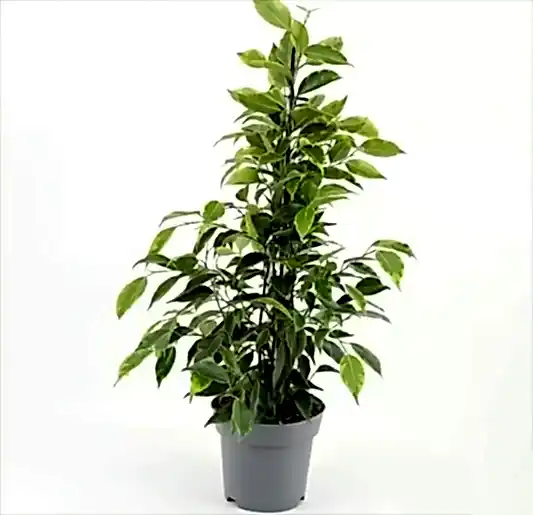 Weeping Fig | Anastasia | Potted Houseplants