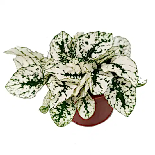 Polka Dot Plant | Potted Houseplants