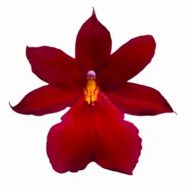Burrageara Orchid | Nelly Isler Red Velvet | Potted Houseplants