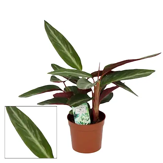 Never Never Plant | Stripestar | Potted Houseplants