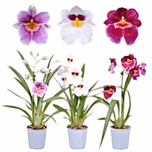Pansy Orchid - Indoor Plant