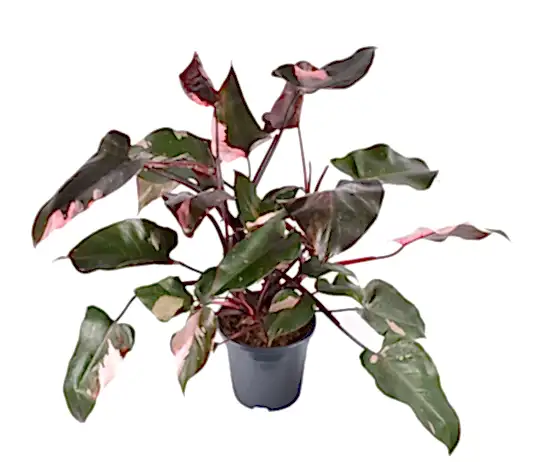 Pink Princess Philo | Rare Plant | Potted Houseplants