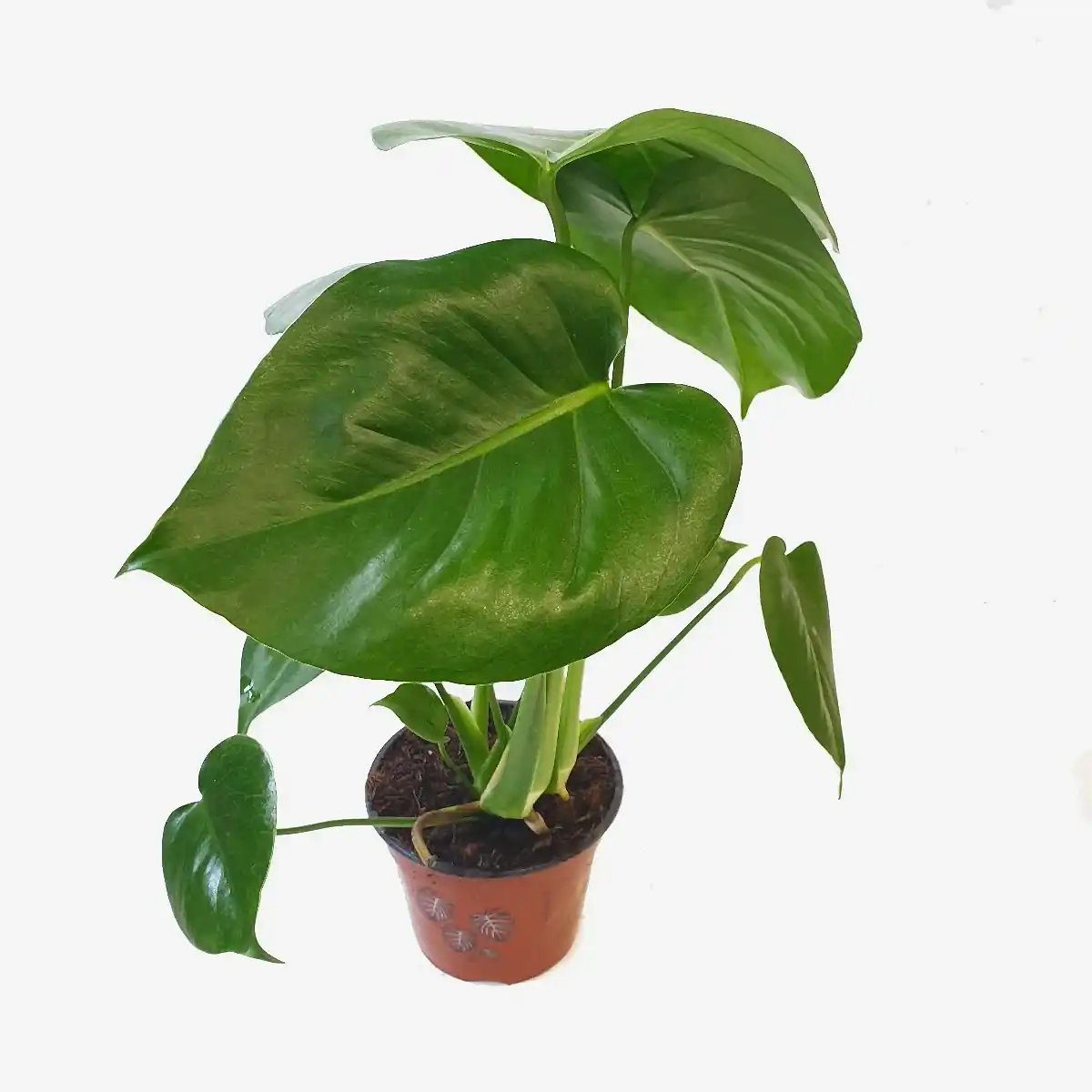 Swiss Cheese Plant