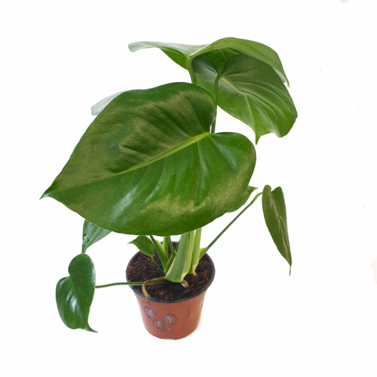 Swiss Cheese Plant